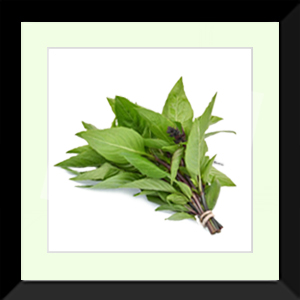 Thai Basil