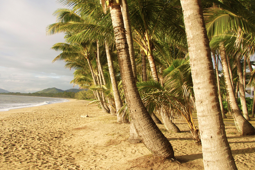 Palm Cove beach palms
